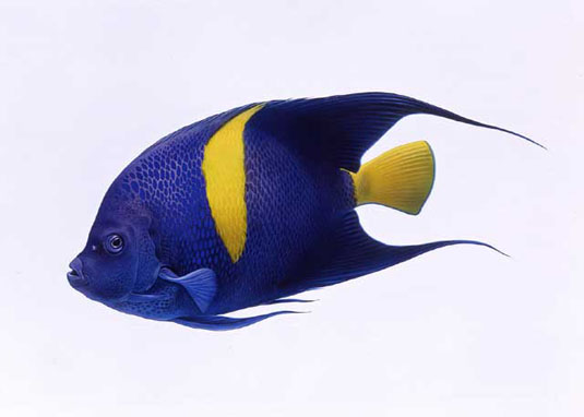 TROPICAL FISH 5