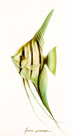 TROPICAL FISH 6